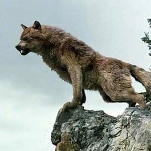 Meet your Posher, Bobby